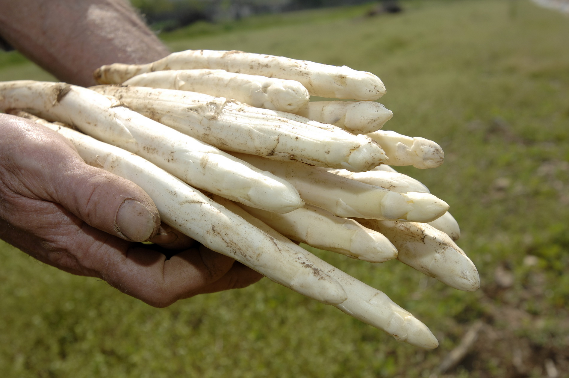 hand picking of white asparagus called asparago bianco di Bassano in Veneto in Italy just out of the ground in the agricultural field hand picking of white asparagus called asparago bianco di Bassano in Veneto in Italy just out of the ground in the agricultural field